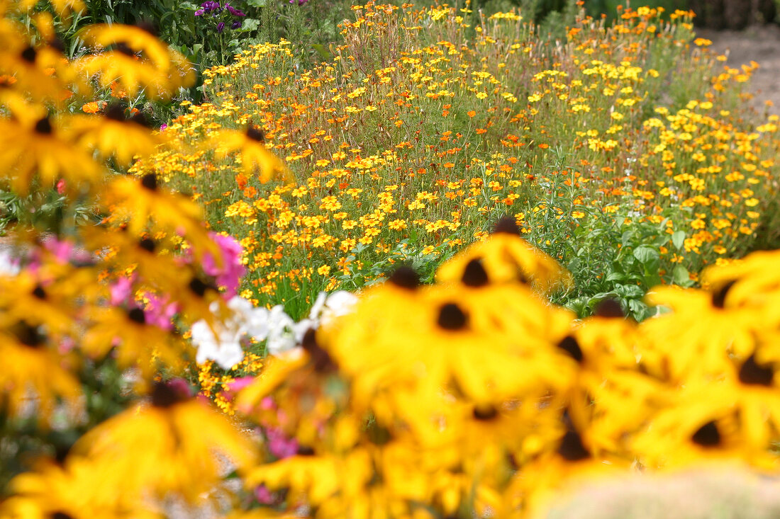 Kräutergarten, Echinaecea im Vordergrund, Tagetes im Hintergrund