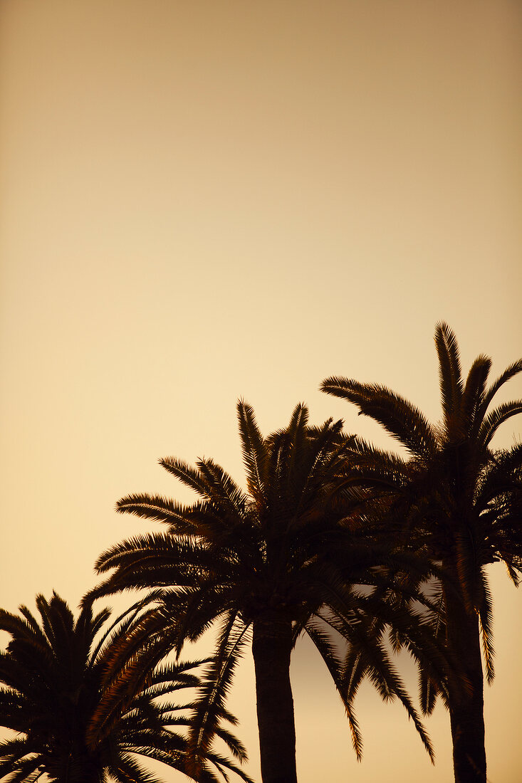 Dusk view of palm trees in French Riviera, Monaco