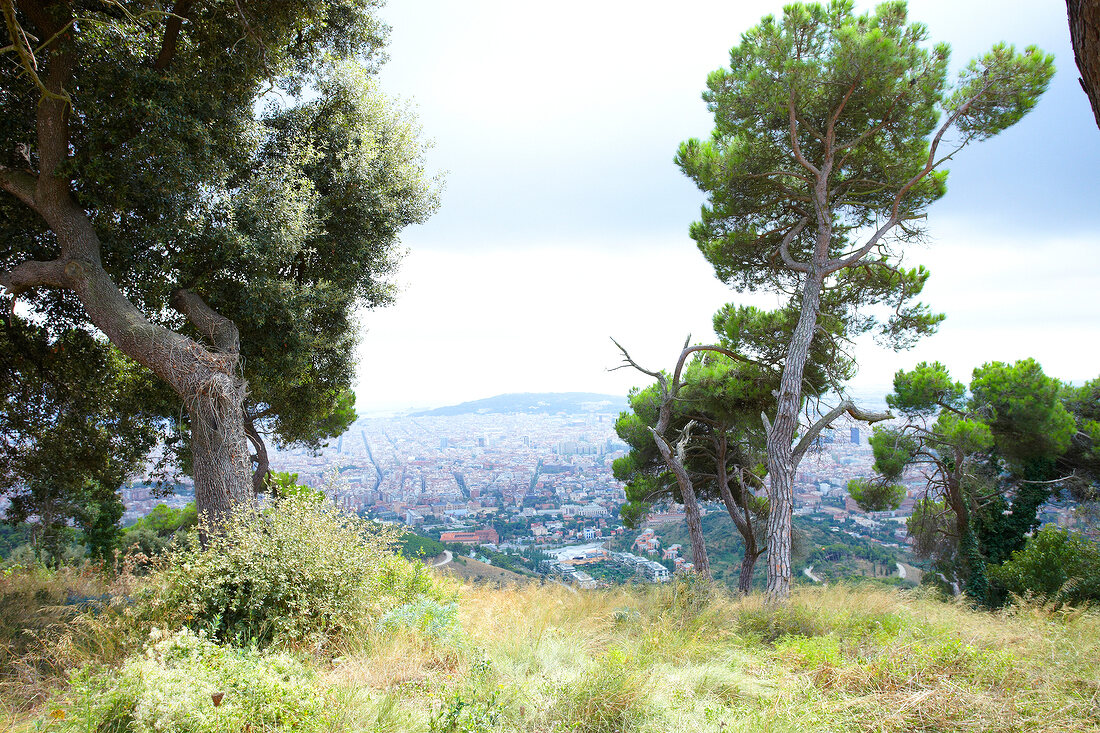 View from Tibidabo mountain through tree, Barcelona, Spain
