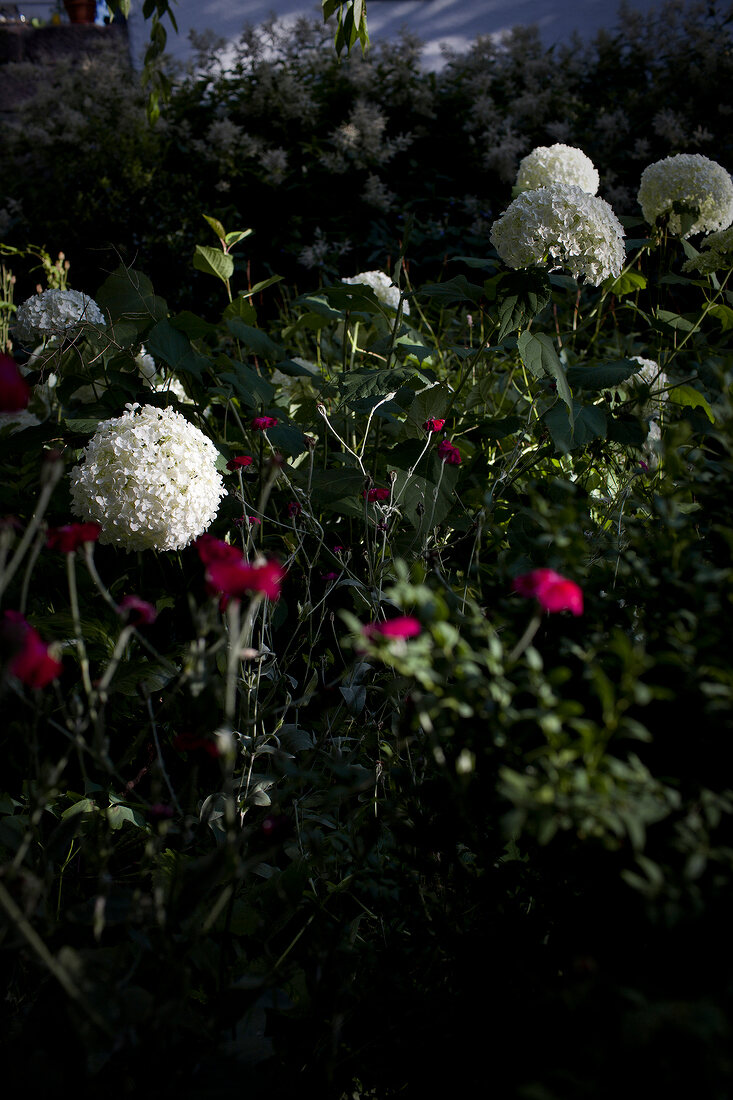 Stauden, Gräser, Lichnelken, Hydrangea 'Annabelle'