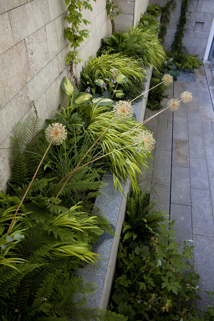 Hakonechloa macra 'Aureola' and hosta with other grasses