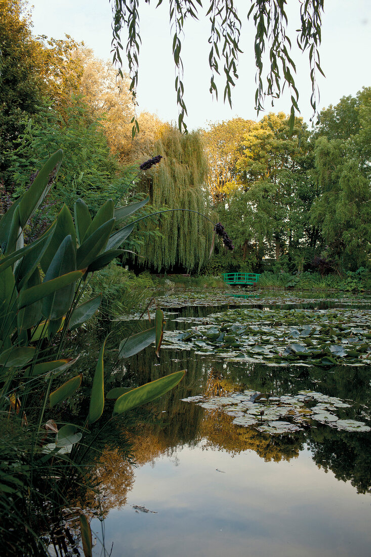 Close-up of lily pond in Fondation Claude Monet, Giverny, France