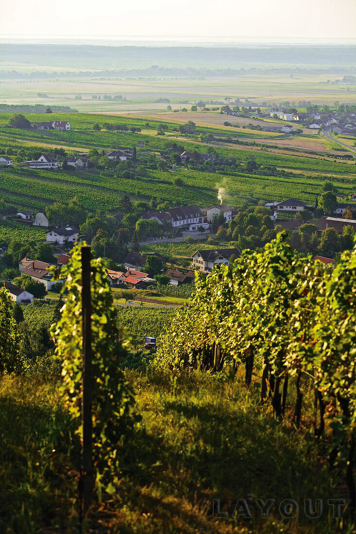 Weinanbaugebiet Eisenberg 