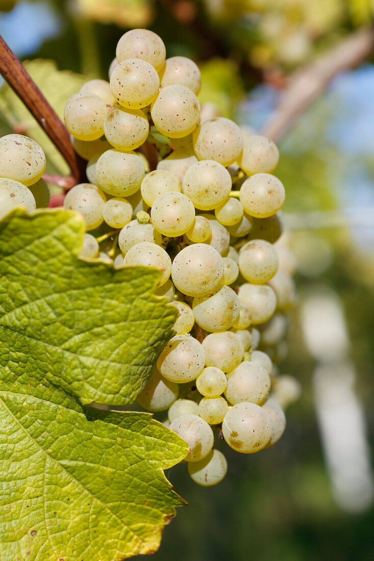 Rieslingtrauben in der Pfalz Weinanbaugebiet Rheinland-Pfalz