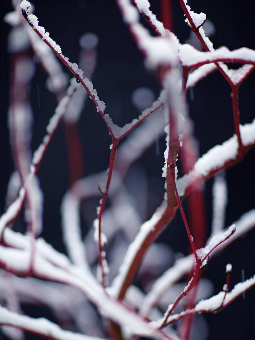Close-up of twigs with snow