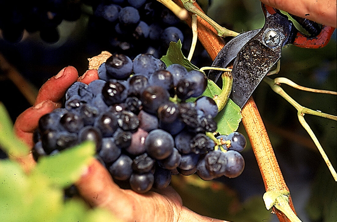 Weintrauben werden abgeschnitten 