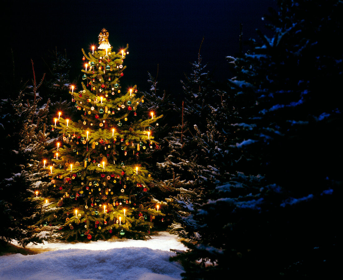 Decorated Christmas tree with lightings in snow