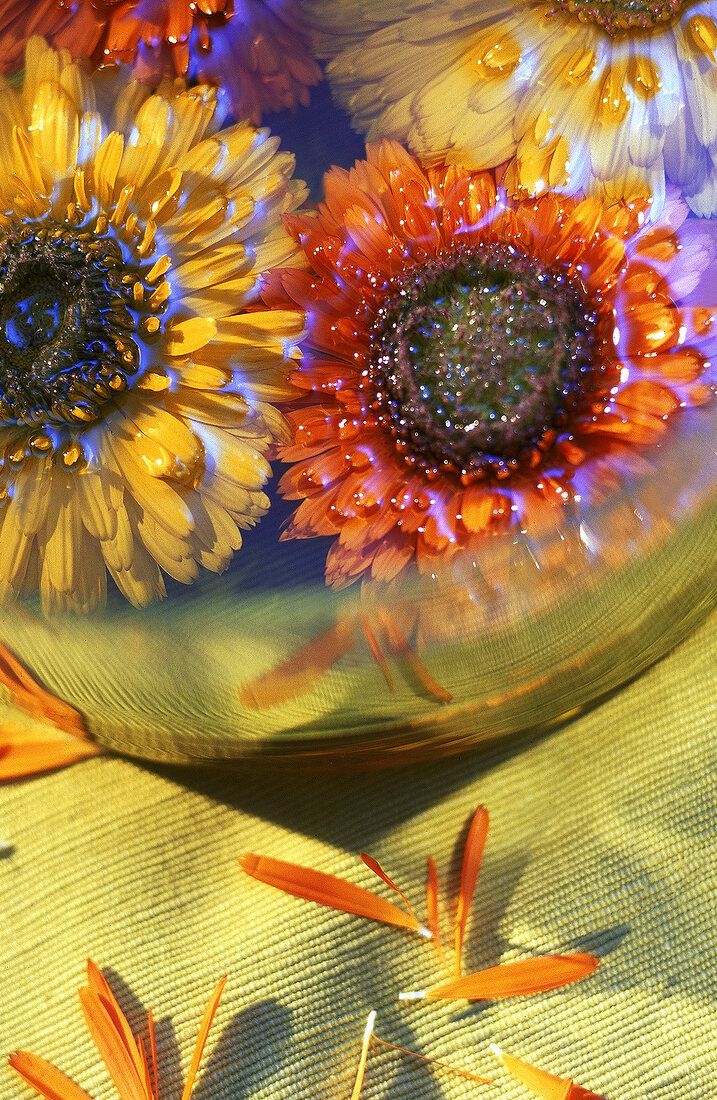 Ringelblumen, orange und gelb ( Close - up )