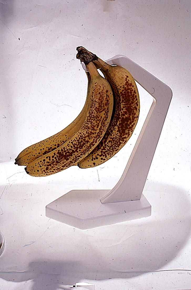 Bananenstaude an einem Halter: verschiedene Reifegrade - Steps