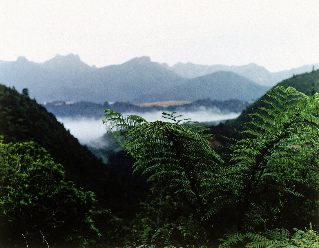 Neuseeland: Regenwald 