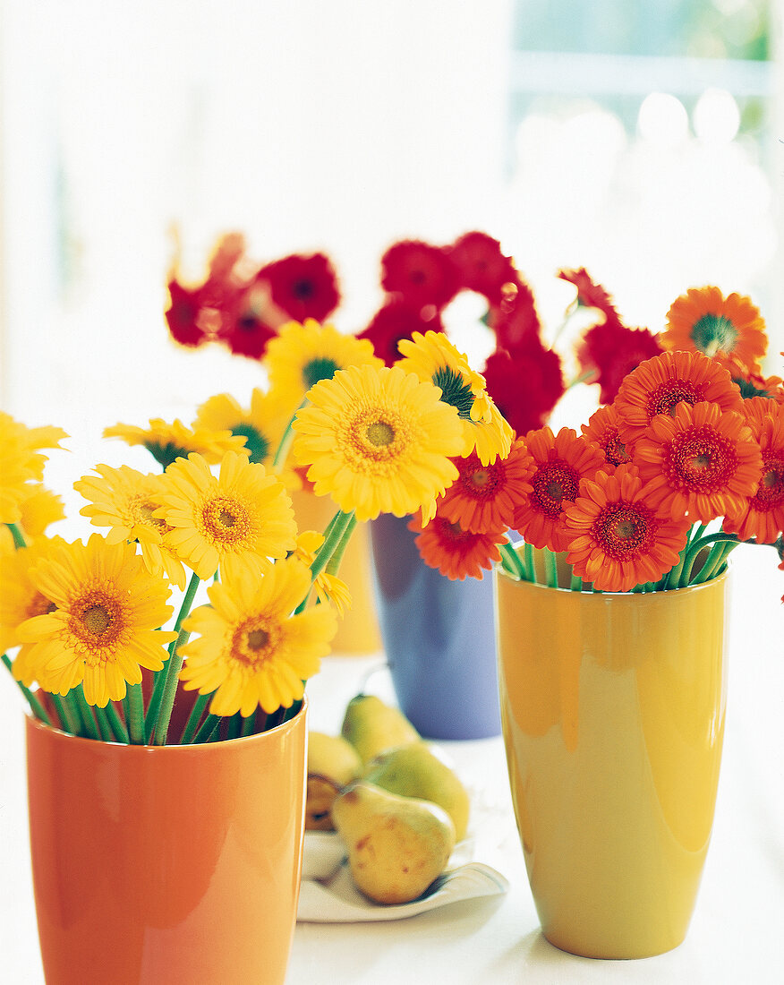 Rote,  orange und gelbe Gerbera in mehreren bunten Bechervasen