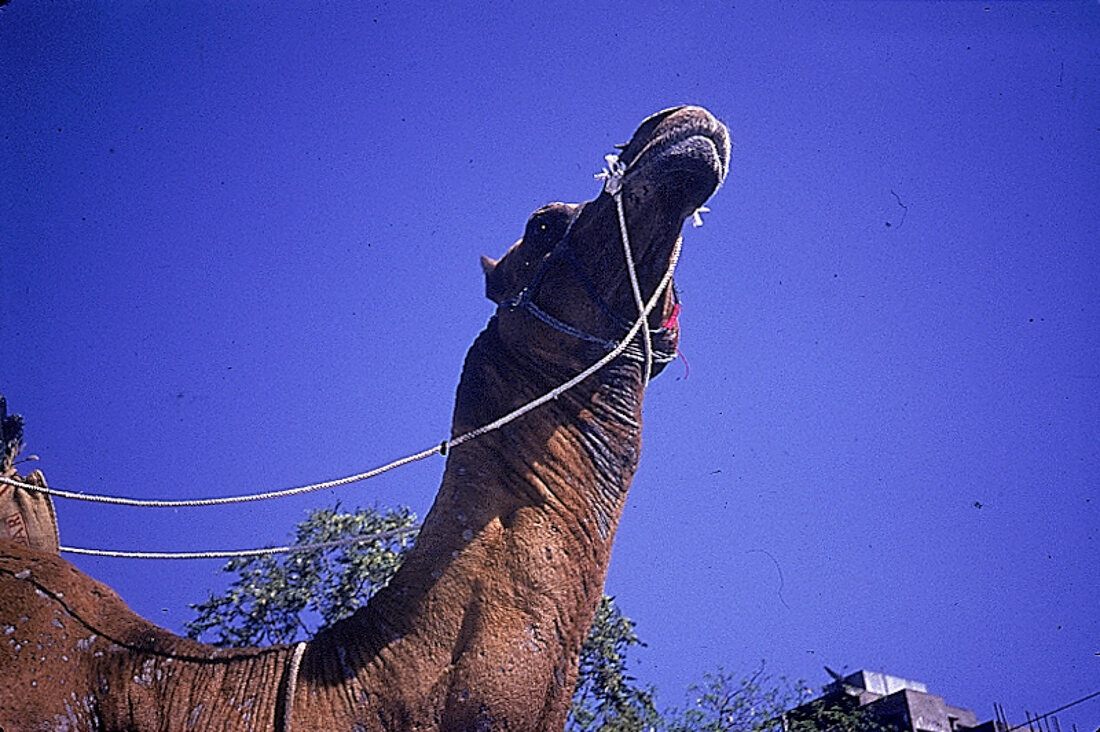 Tiere auf Indien Straßen, Kamel 