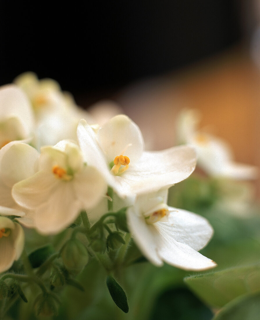 Blüte des Umsambaraveilchens, close up