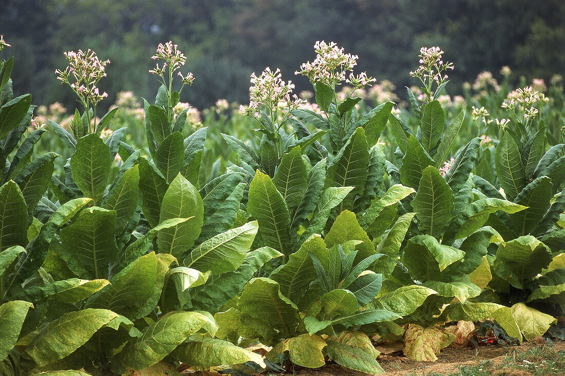 Tabakfelder in Kentucky 
