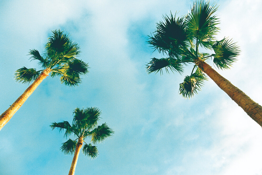 Palmen ragen in den Himmel 