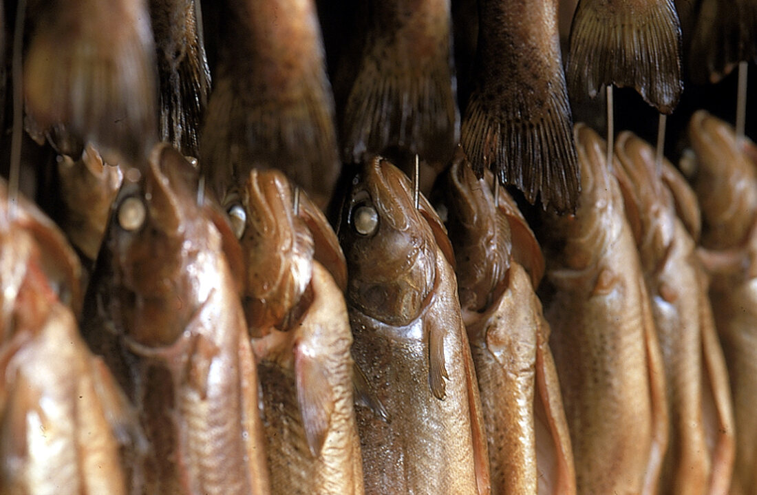 Salzkammergut-Fischfang im Fuschlsee 
