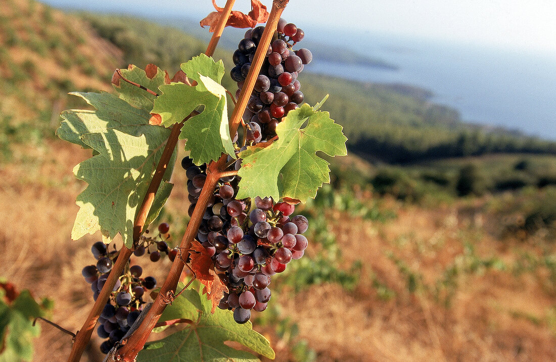 Makedonischer Wein: Syrah-Reben auf Halbinsel Sithonia