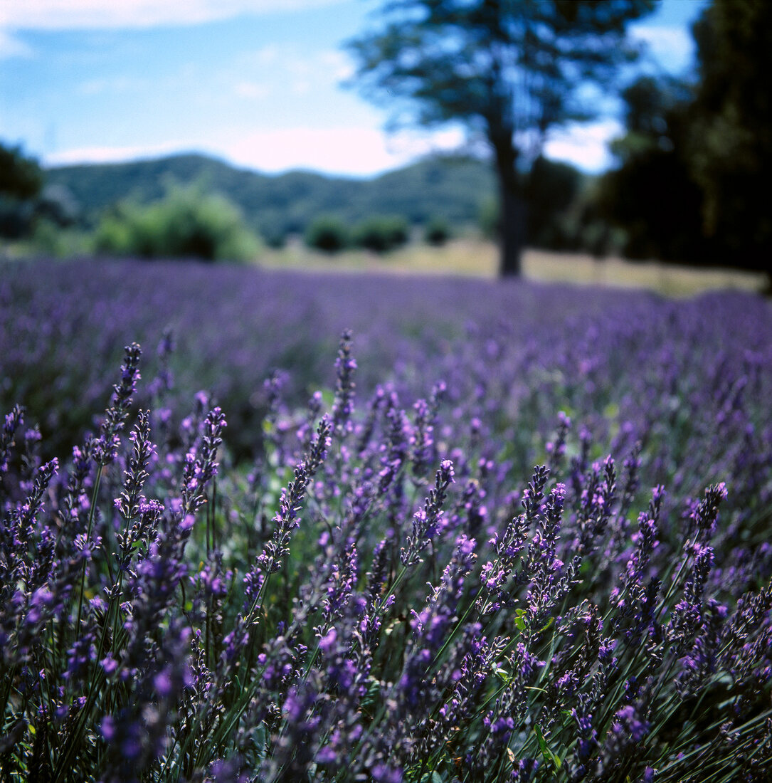 Lavendelfeld in der Provence 