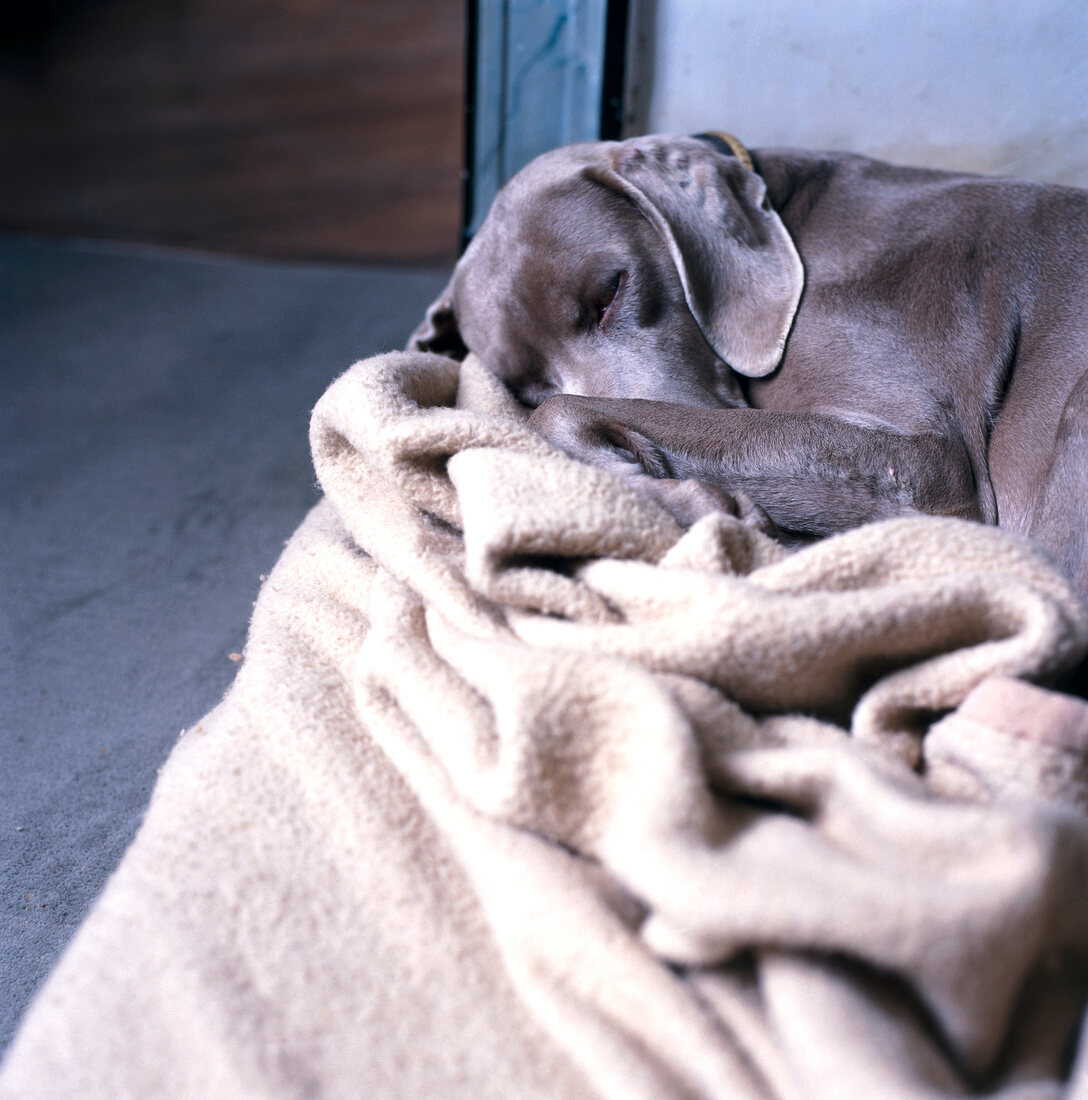 Bitch sleeping near beige rug