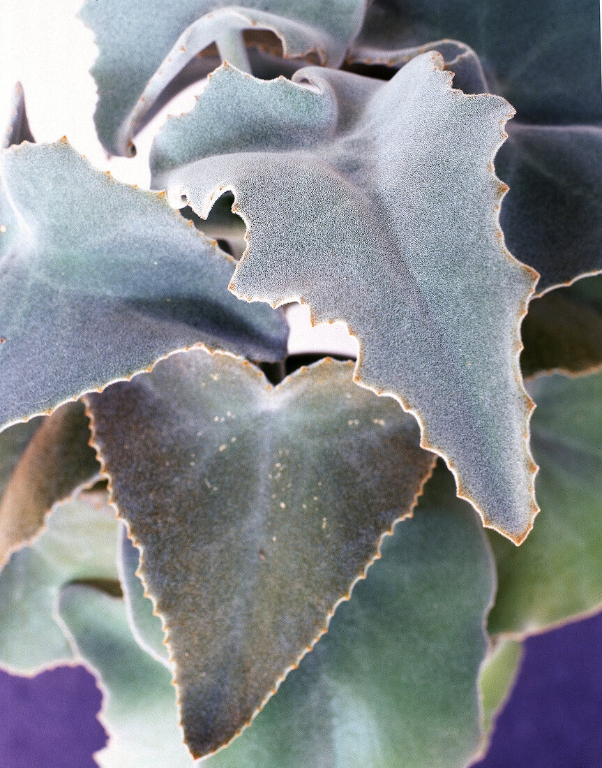 Kalanchoe Beharensis, close up 