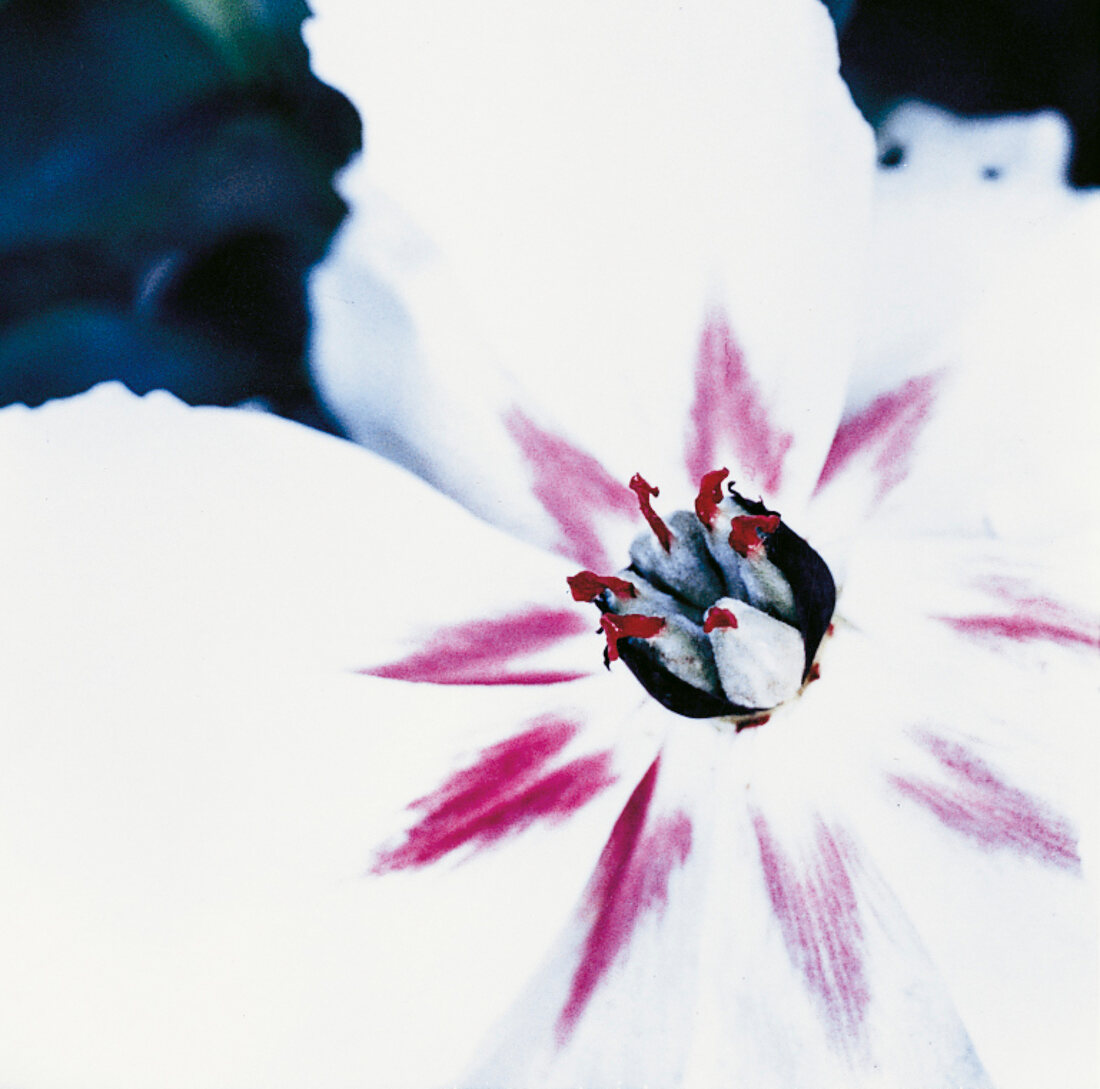 Rosaweiße Blüte einer ShintenchiPäonie. close-up