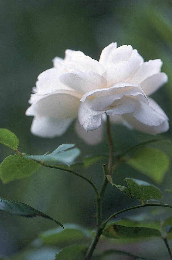 White flower of the shrub rose 'Kristall'