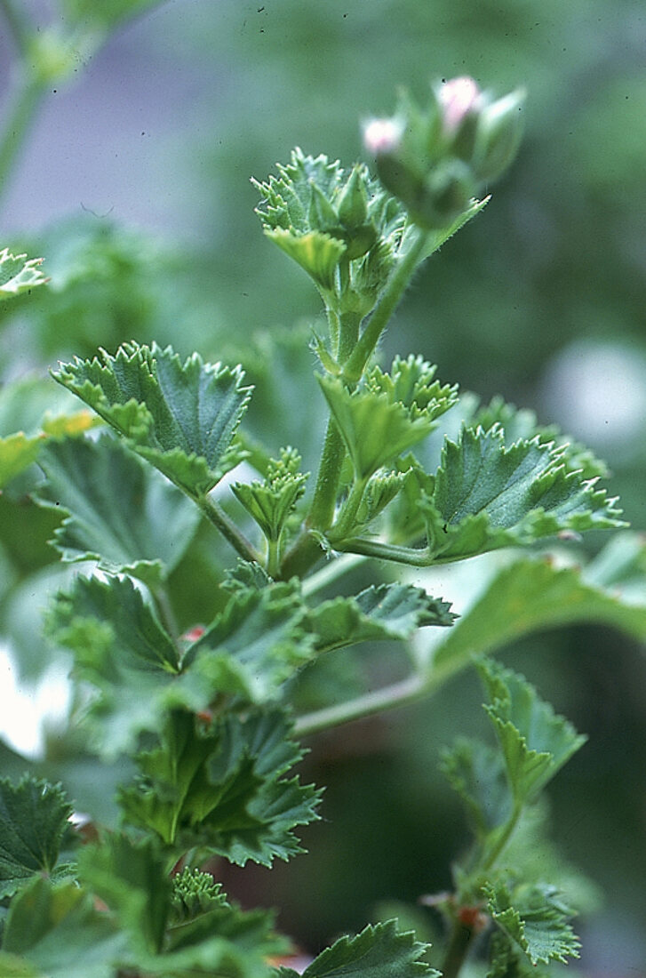 Blätter der Pelargonie 'Citriodorus'