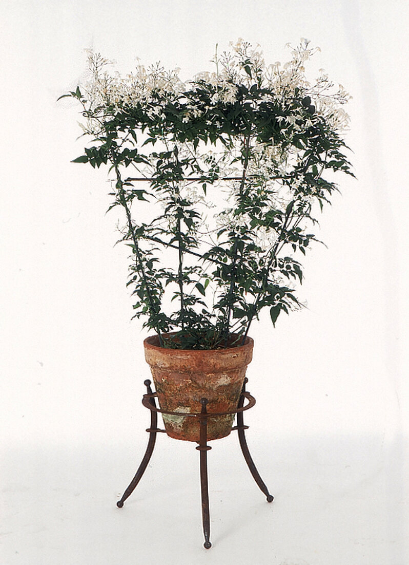 Topfpflanze im Ständer mit weißen kleinen Blüten.X