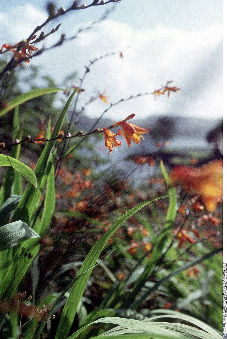 Blüten orange, Gräser grün im Schottischen Hochlandc close up