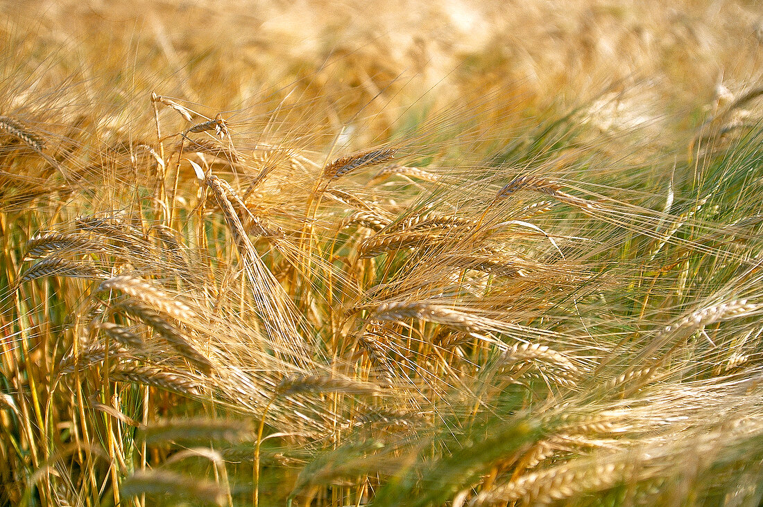 Close-up of barley field