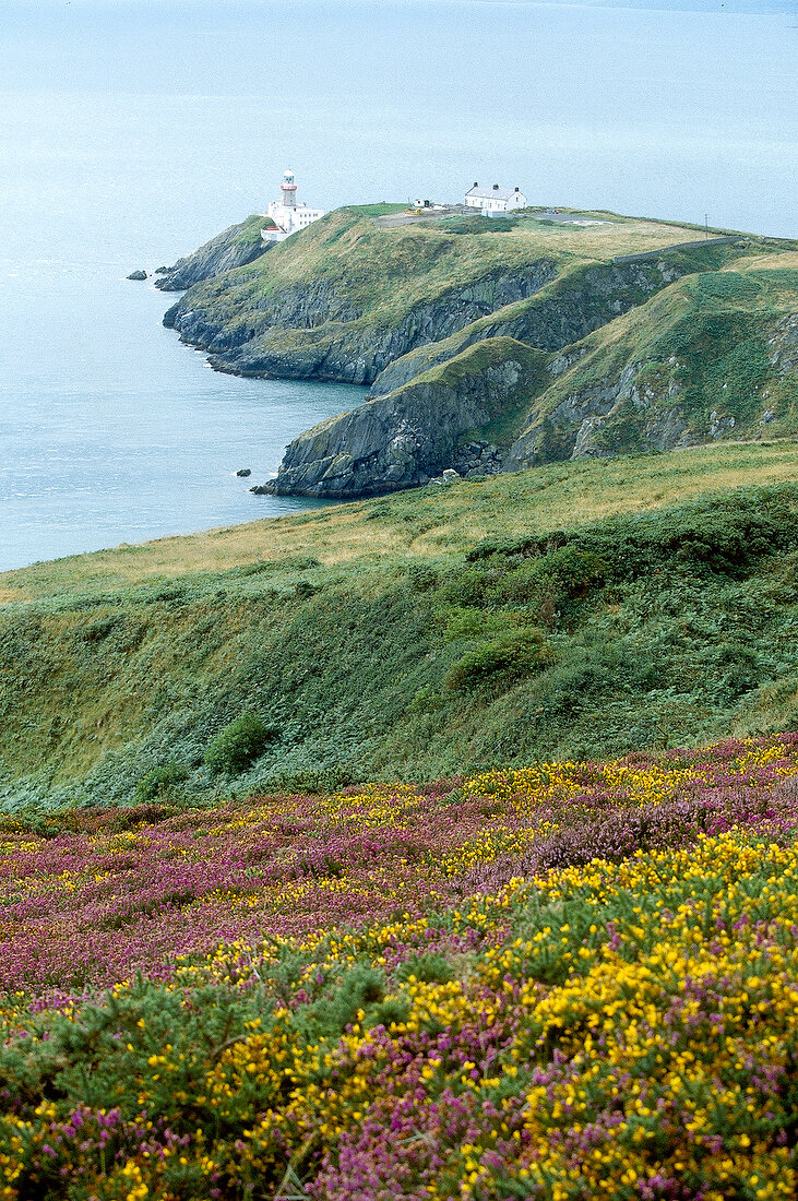 View of east coast of Ireland covered with greenery