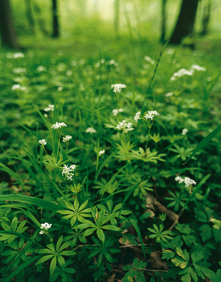 Waldmeisterwiese 