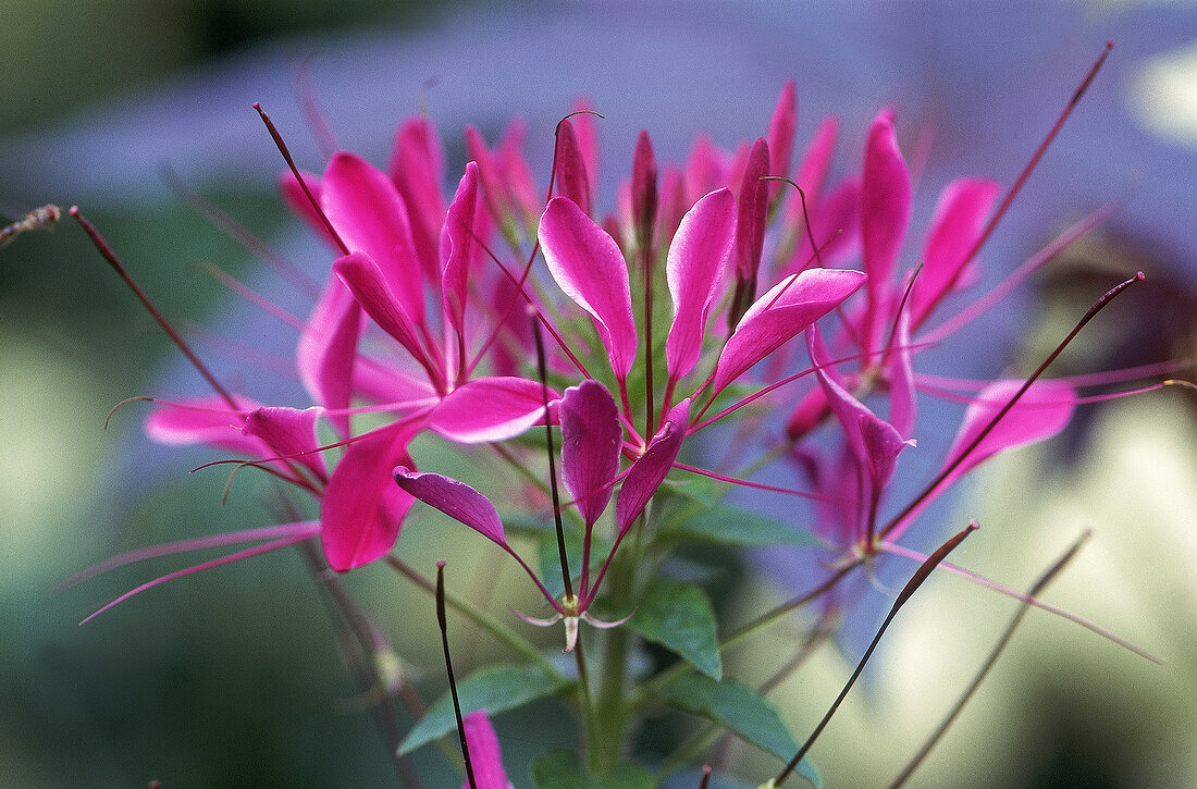 pinkfarbene zarte Blüte einer Cleome "Violettkönigin", close up