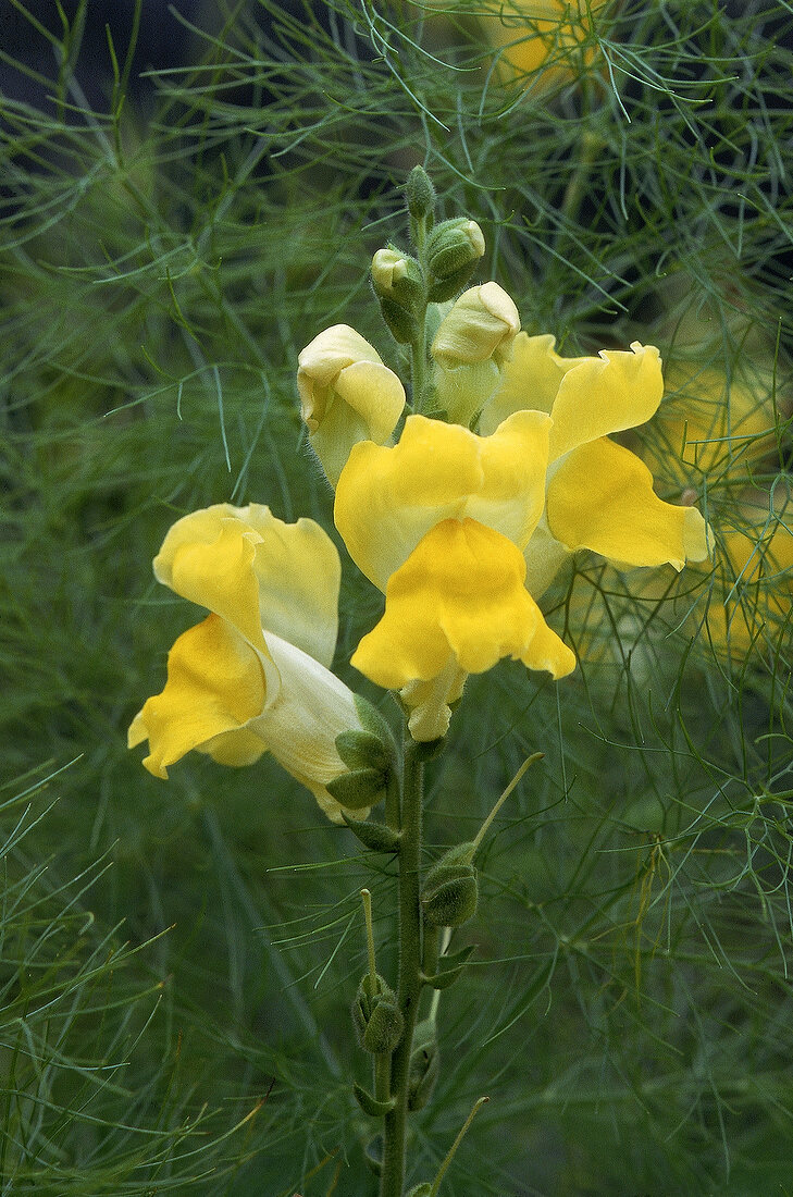 solitary yellow snapdragon in front of fennel foliage veil