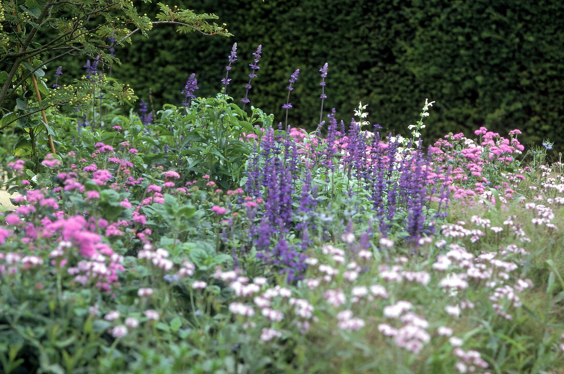 Dark blue- purple flour sage rises from sea of verbena flowers