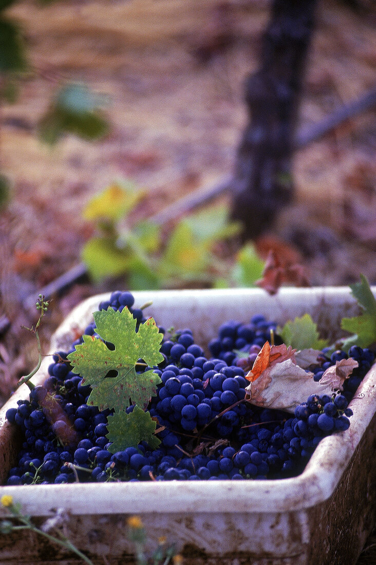 weißer Trog mit blauen Trauben steht zwischen Weinreben