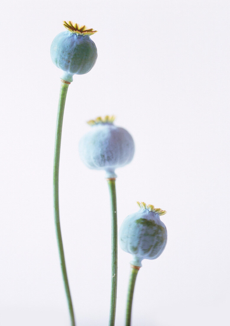 Close-up of three poppy capsules against white background