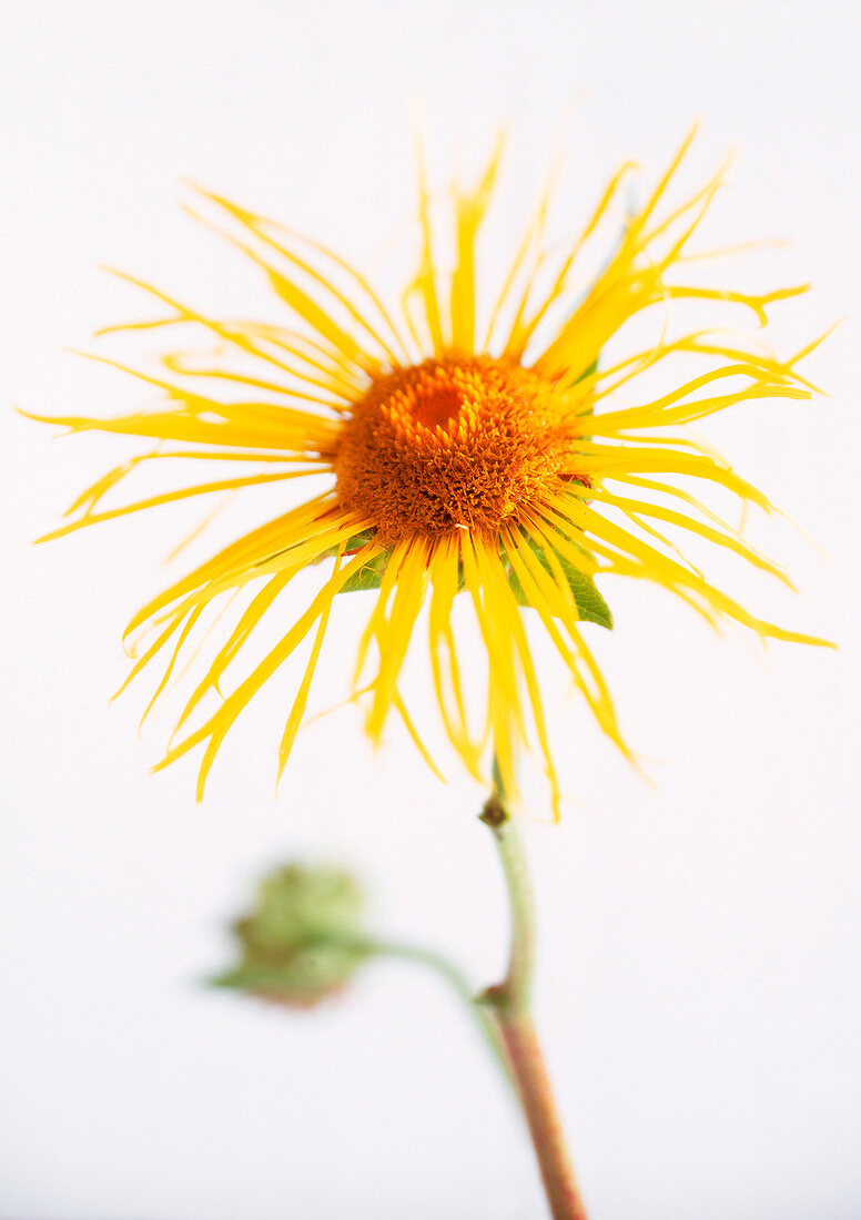 Viagra a.d. Natur: Close-up einer Alant-Blüte (gelb)
