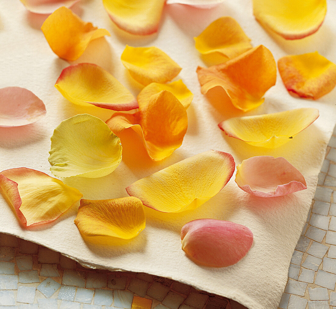 frische gelbe, rosa, orange, Rosenblätter liegen auf Küchenpapier