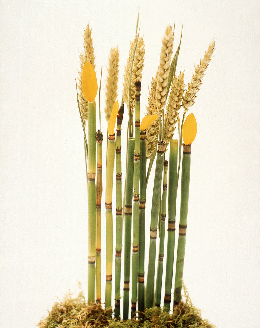 Weizenähren,Bambus,Moos,Blüten 