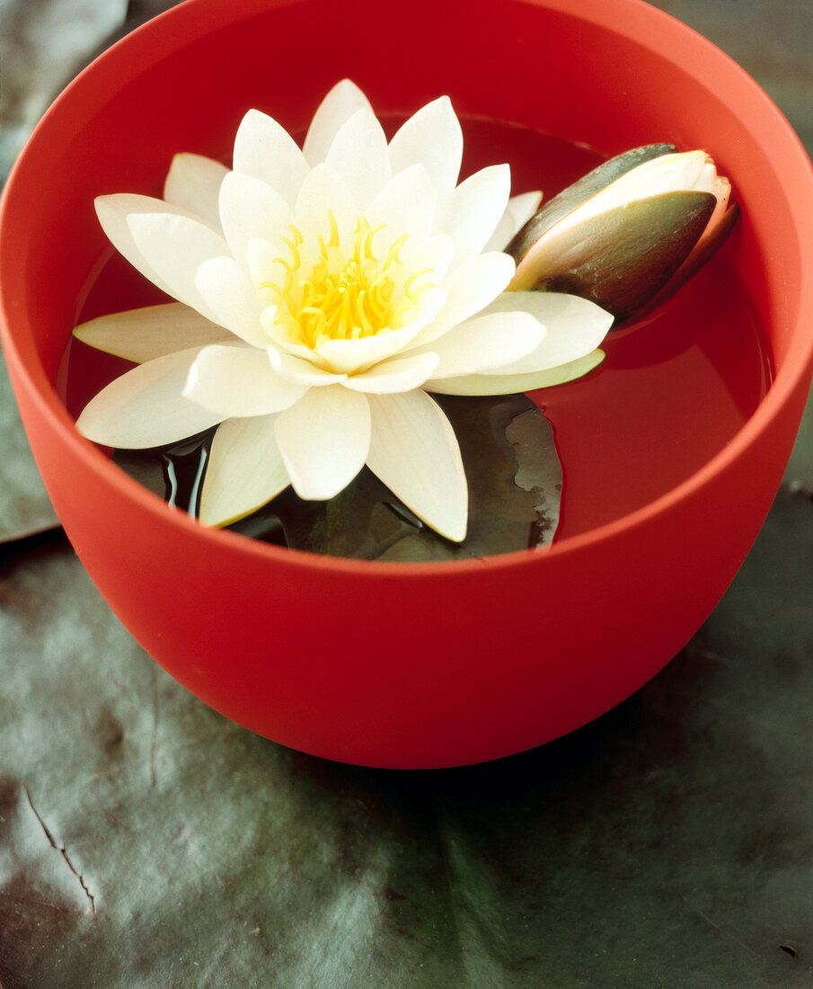Close-up of white water lily floating on water in red bowl