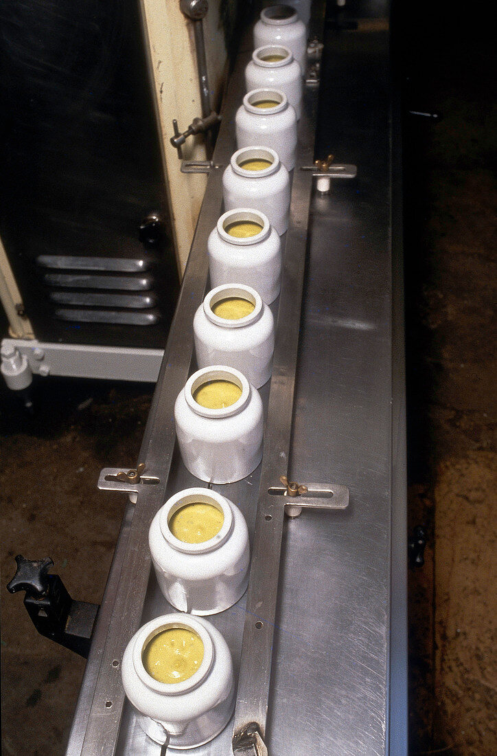 Earthen pots being filled with mustard on conveyer belt