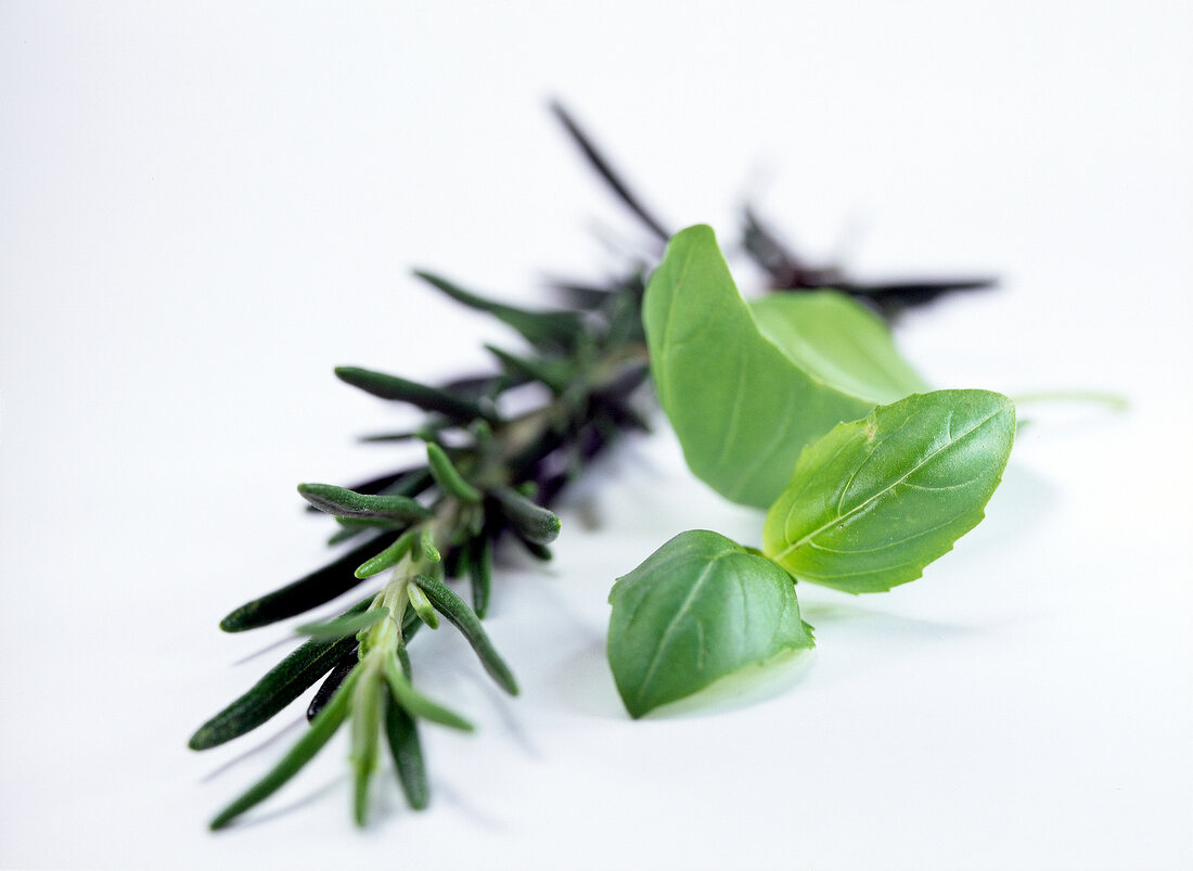 Close-up of fresh basil and rosemary on white background