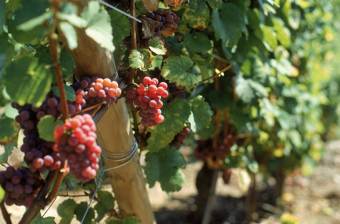 Tokay d Alsace, Trauben im Weinberg von Bernhard Schoffit