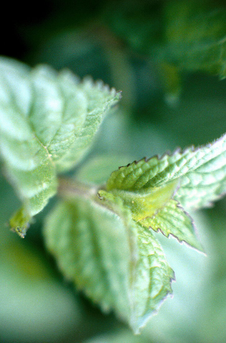 Close-up of mint leaves