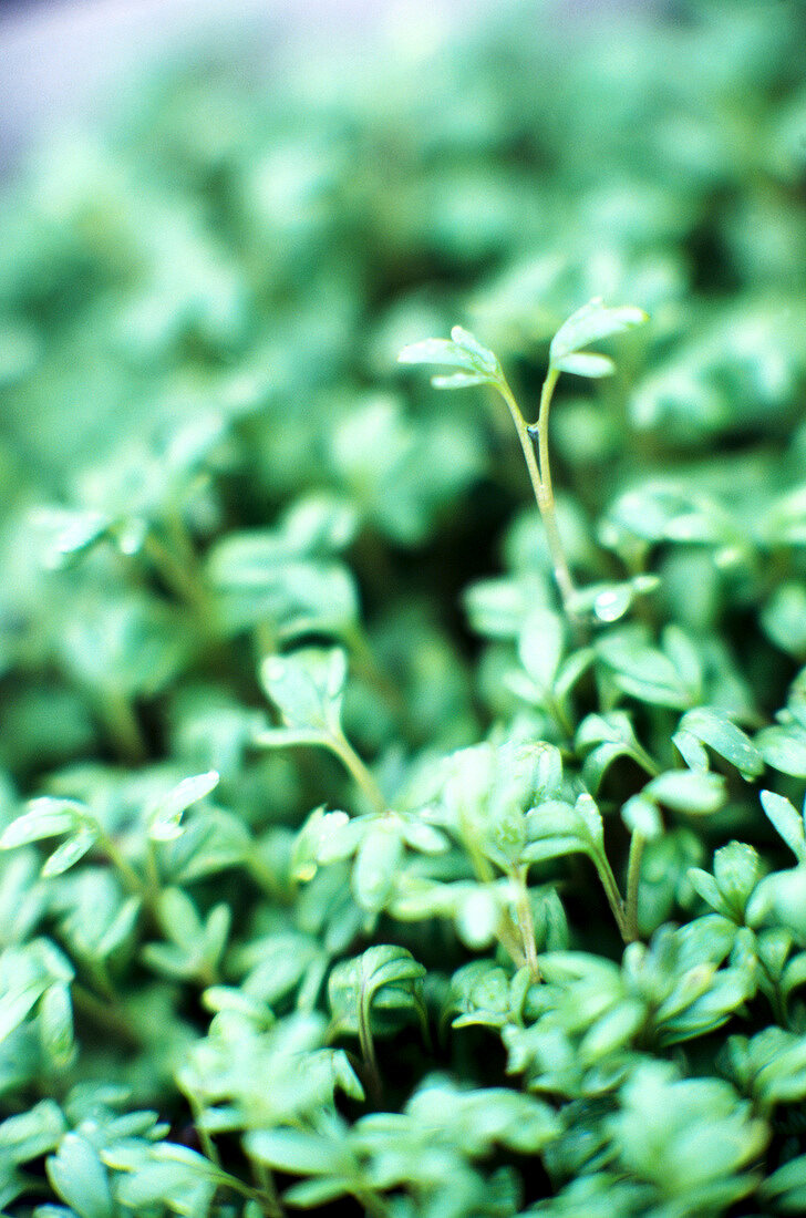 Close-up of garden cress