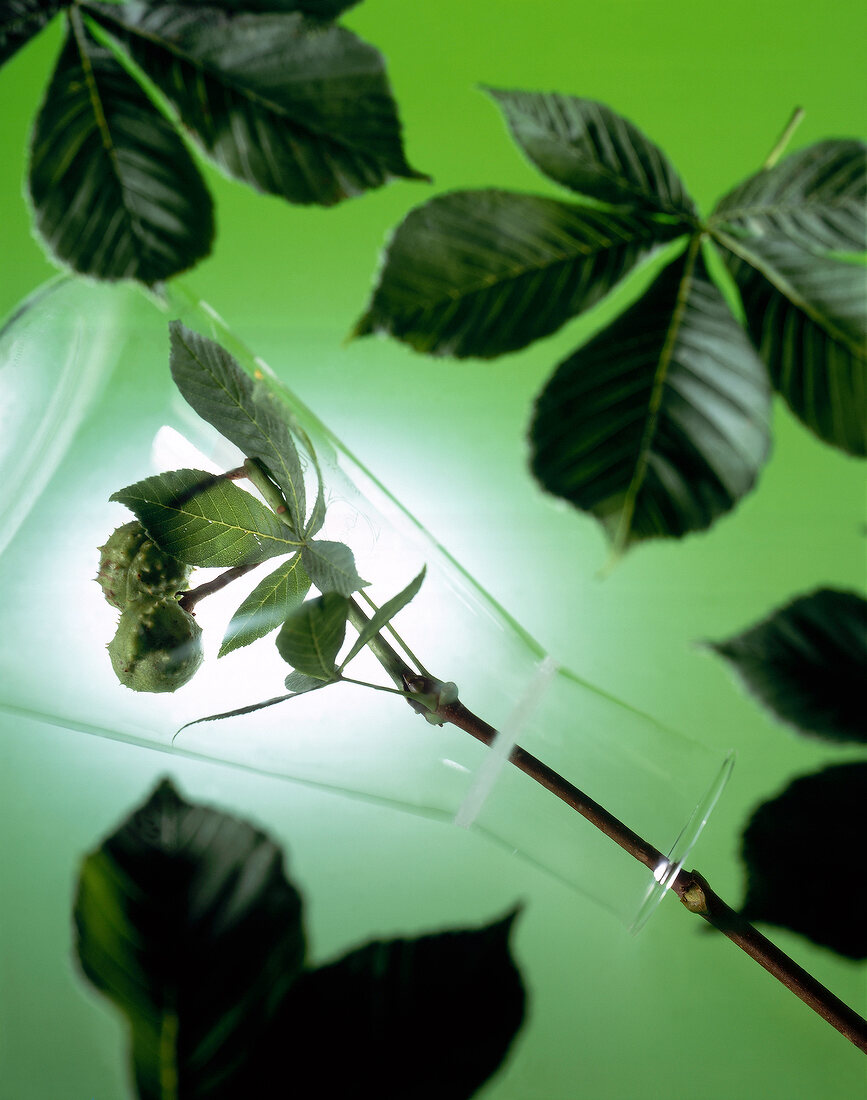 Close-up of a branch of buckeye in flask surrounded with leaves