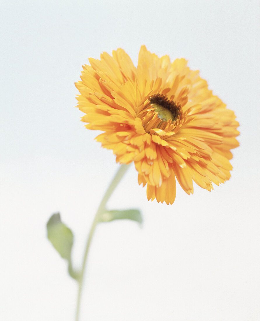 Ringelblume (Calendula) Blüte mit Stiel, close up