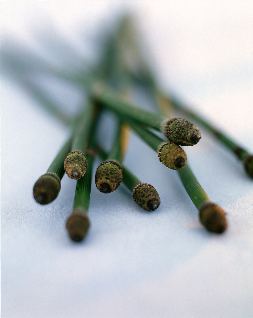 Close-up of green bamboo cane tips