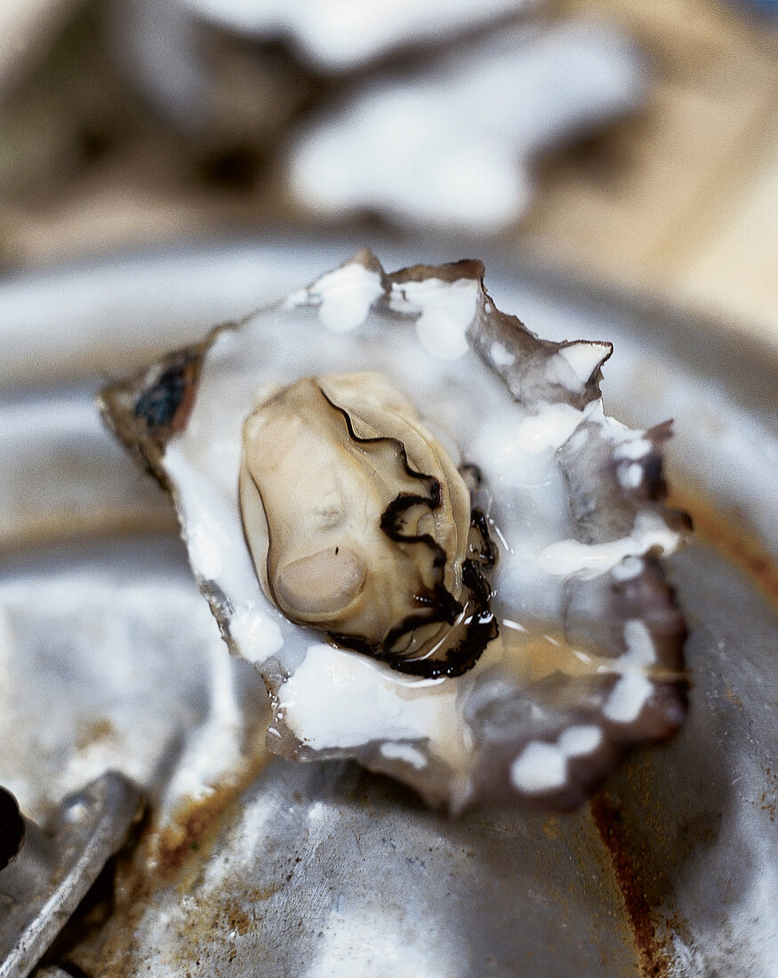Close up einer Auster, einer Sylter Royal aus der Blidselbucht / List